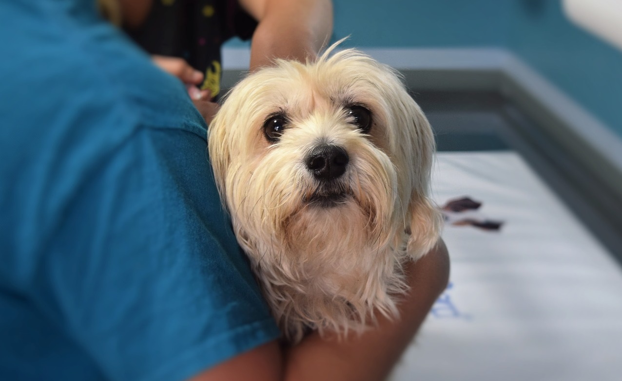 Eine Erkältung bei einem Hund. Kennen Sie die Symptome