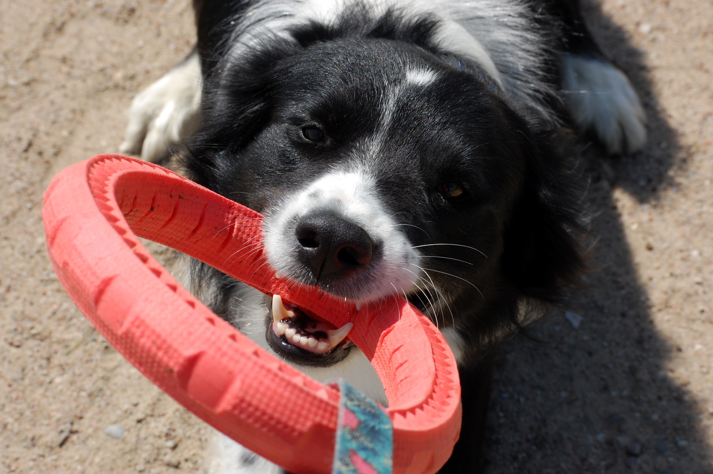 Orange, dehnbar und nicht zu dick. Das Ringo-Spielzeug besteht aus Gummi.