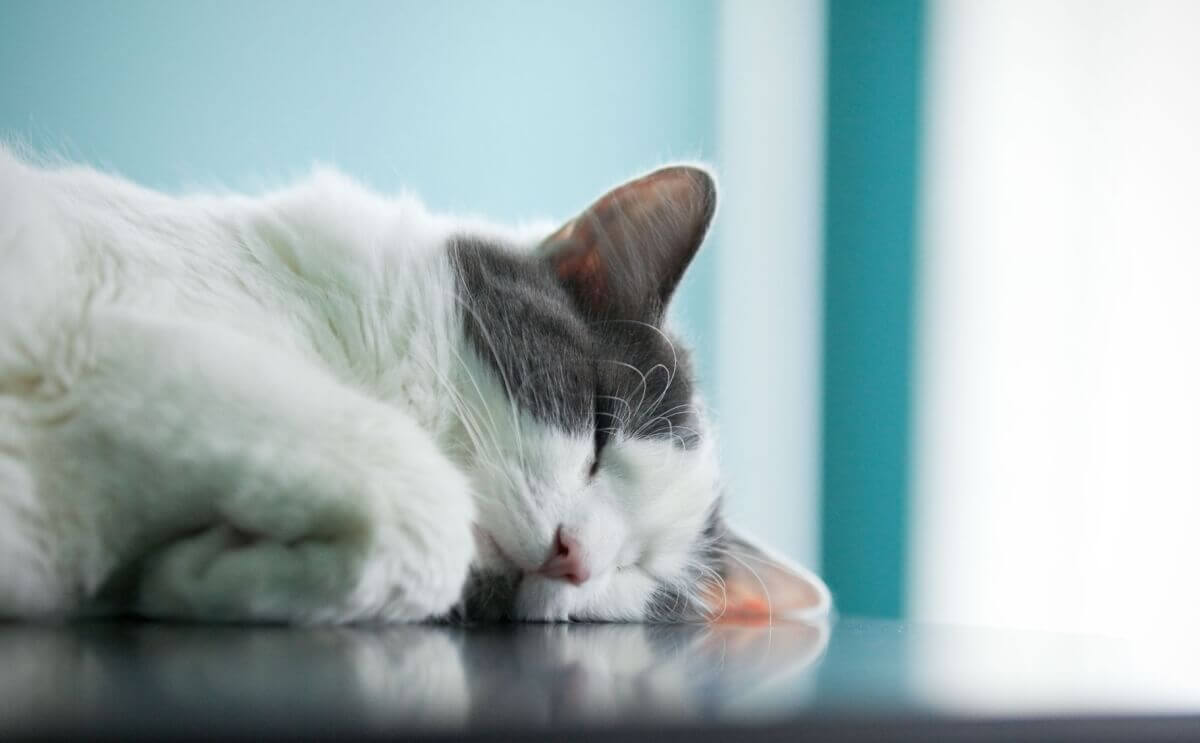 Wie liest man die Zusammensetzung eines Hundefutters ab?