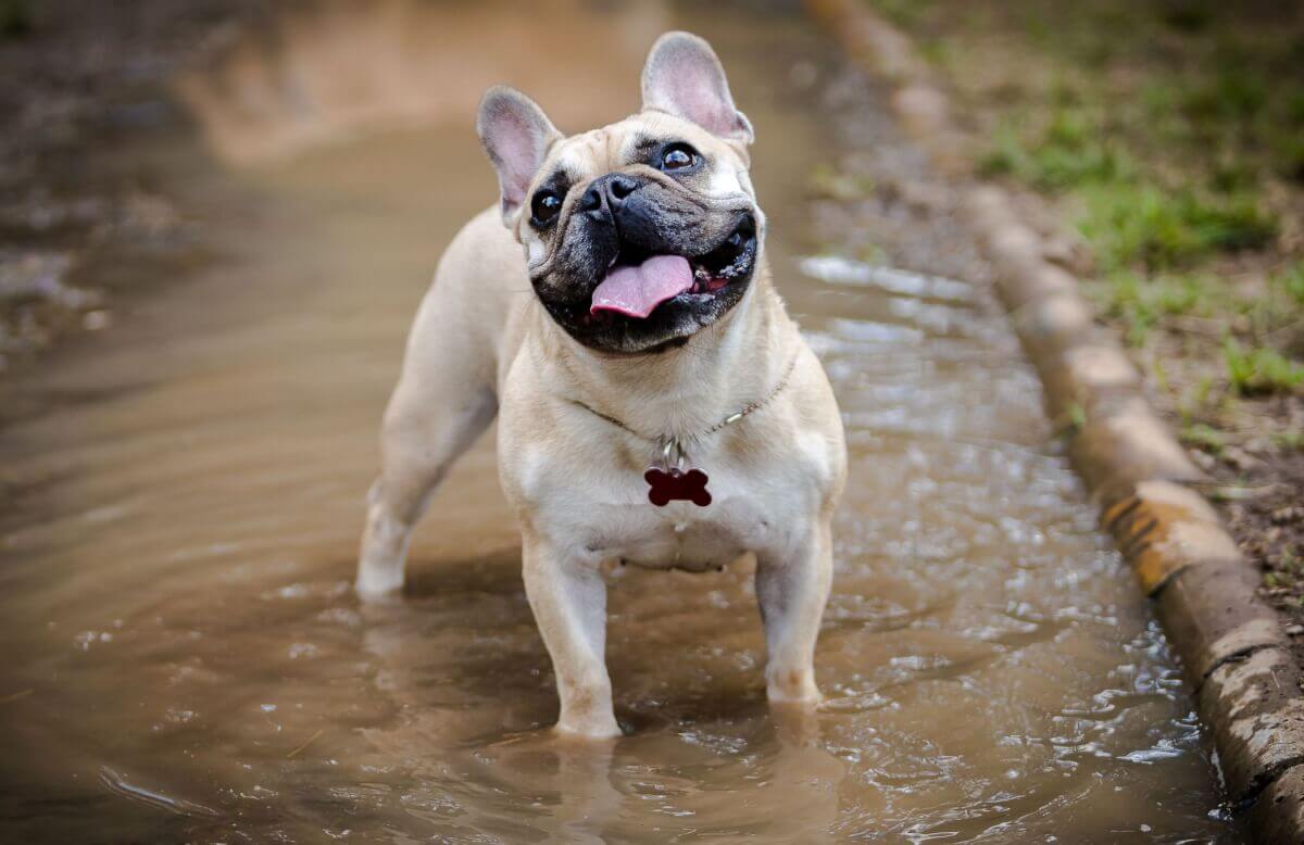 Arthritis bei Hunden - Ratschläge des Tierarztes