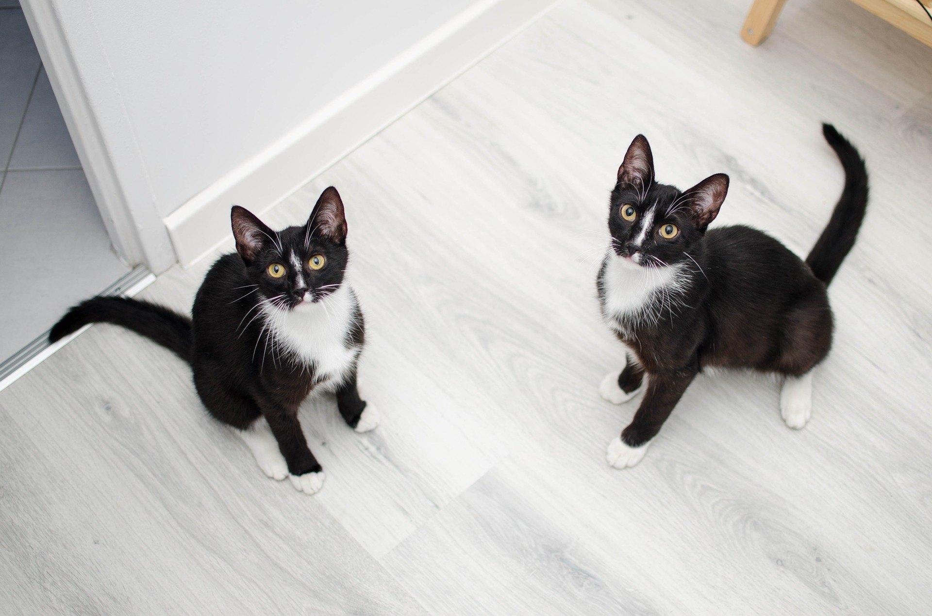 Wie bringen Sie Ihrer Katze bei, die Katzentoilette zu benutzen?