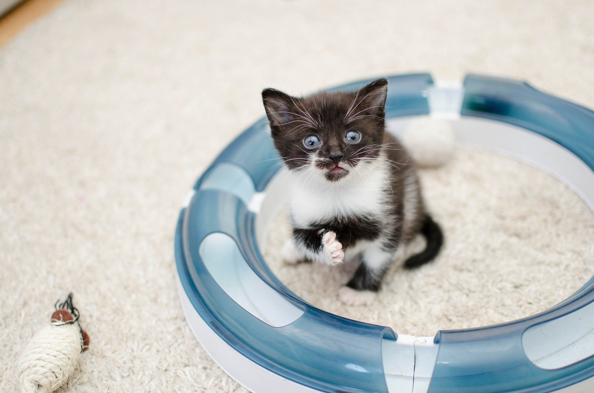 In einem neuen Zuhause müssen Sie einer kleinen Katze Ruhe geben und sie sich in ihrem eigenen Tempo an die Umgebung gewöhnen lassen.