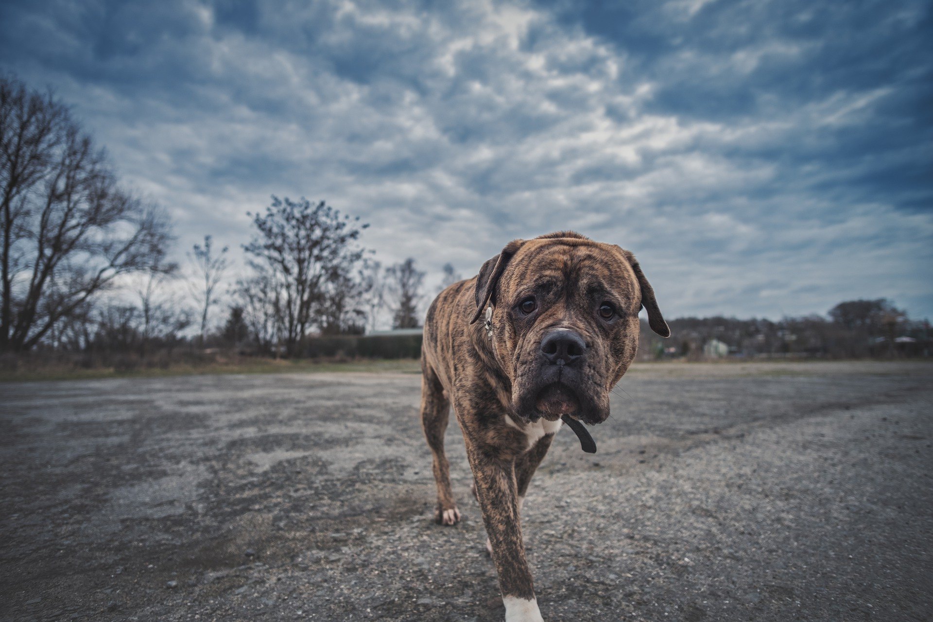 Ein Hotel für Hunde ist eine ideale Lösung, die sich während einer Geschäftsreise oder eines Urlaubs lohnt. Prüfen Sie, wie Sie den perfekten Ort für Ihr Haustier finden.