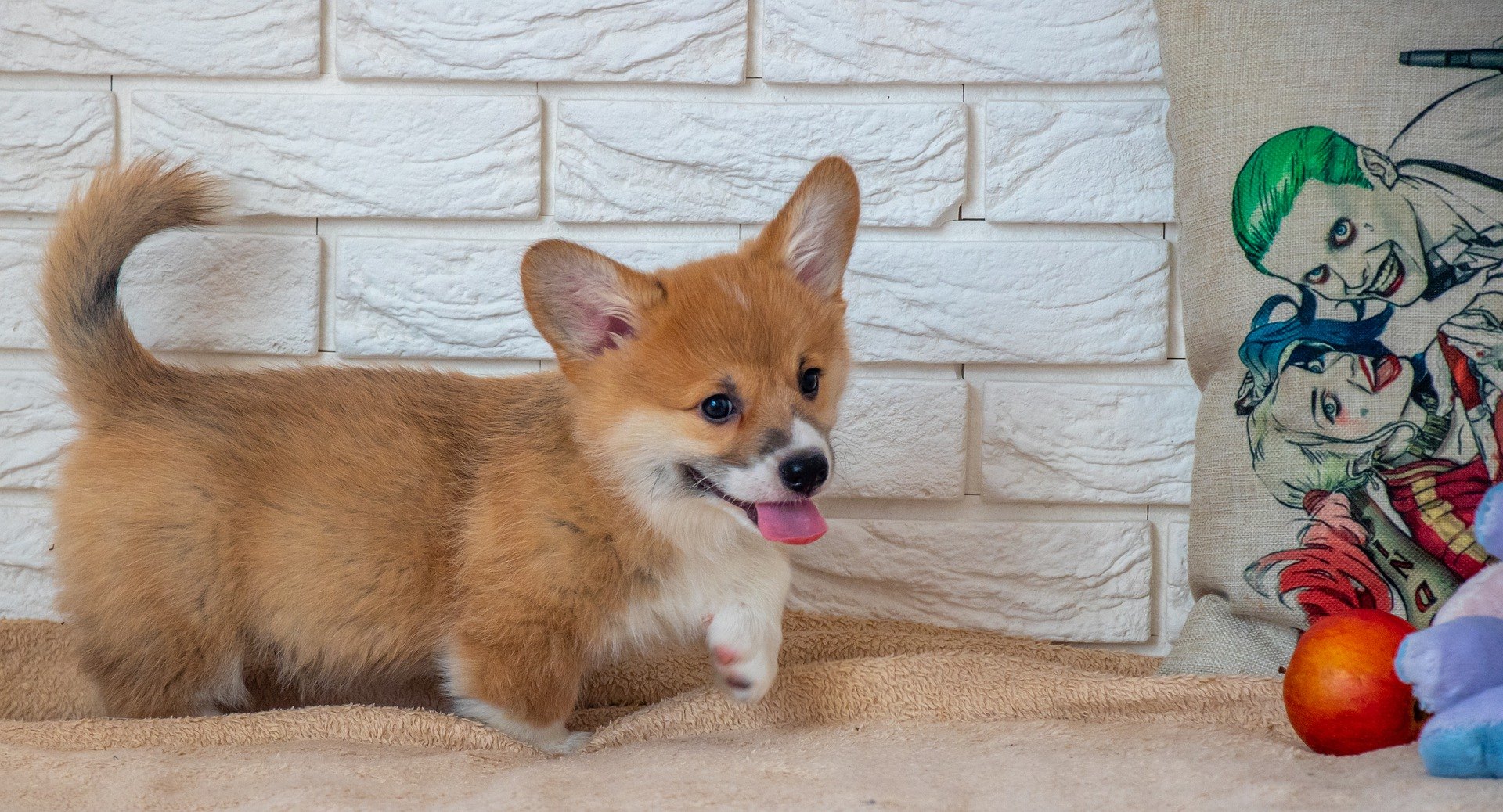 Bevor der Welpe zu Hause auftaucht, müssen Sie auf seine Sicherheit achten und eine geeignete Babyausstattung vorbereiten.