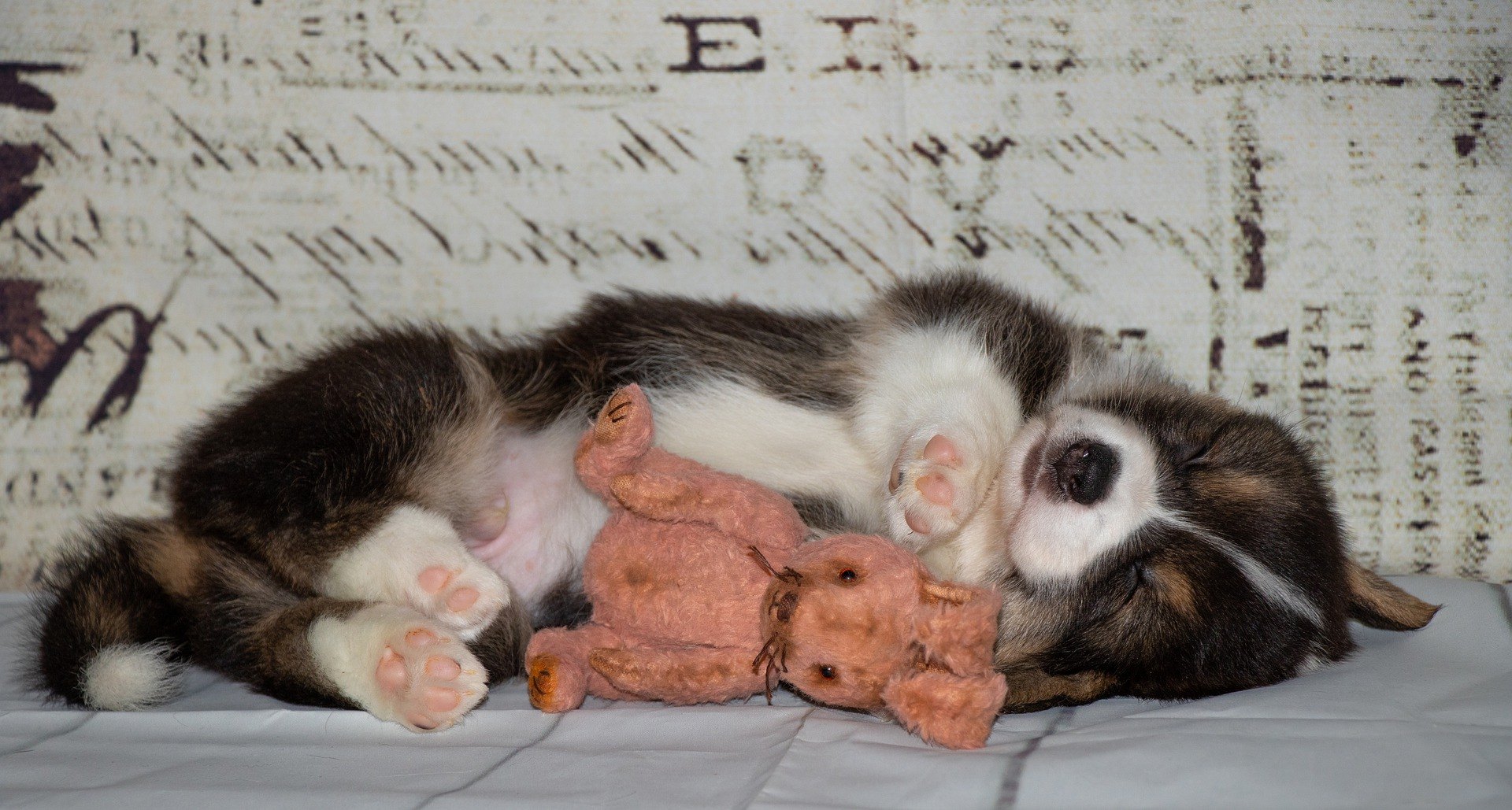 Das Spielzeug Ihres Welpen sollte seine körperliche Aktivität anregen.