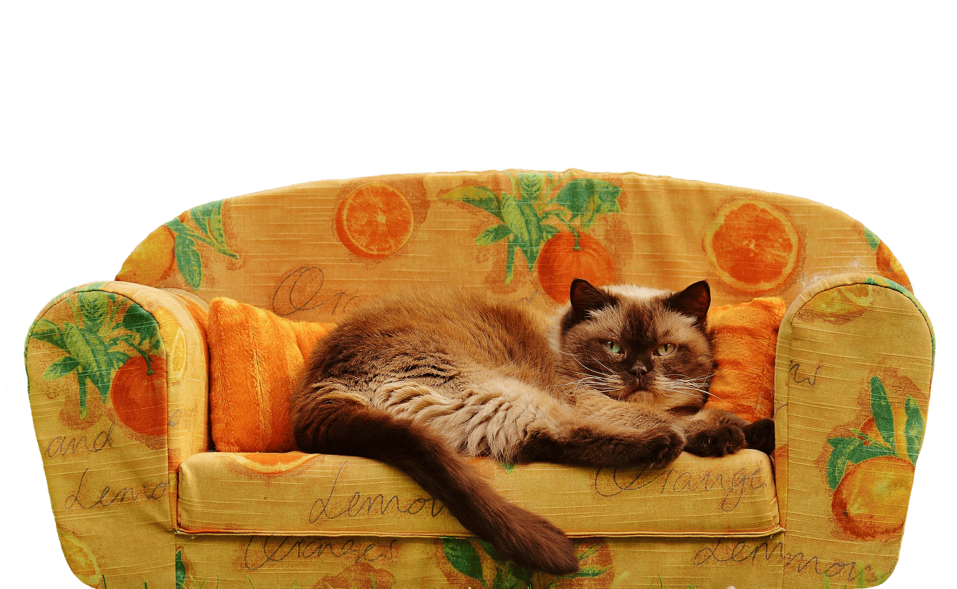 Katzenzucht kann ein profitables Geschäft sein, erfordert jedoch Leidenschaft, Engagement und einen umfassenden und verantwortungsvollen Ansatz.