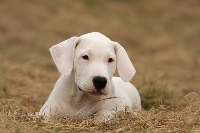 Argentijnse puppy.