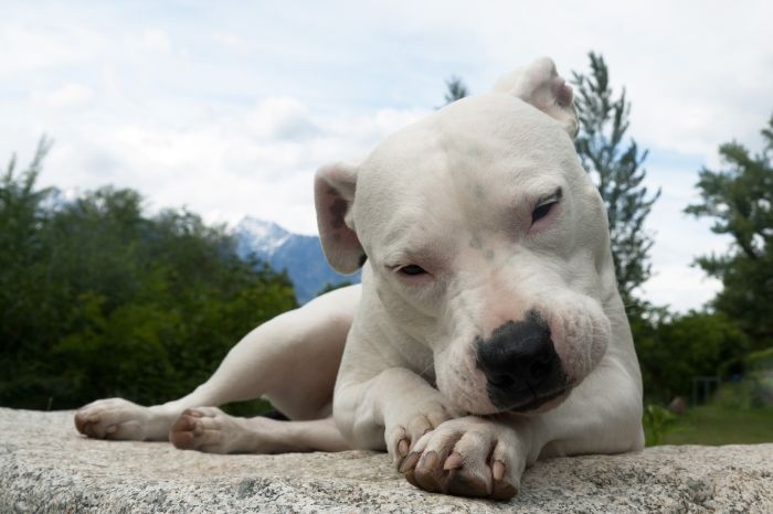 De Argentijnse hond is een groot hondenras, waarbij alleen de witte kleur is toegestaan.