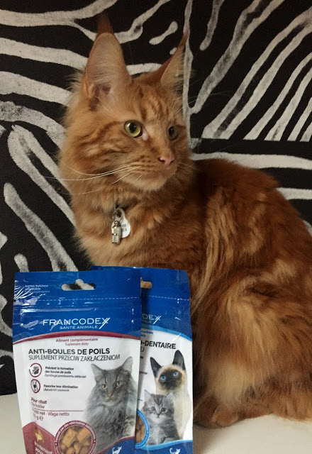 Gemberkat en kattenlekkernijen