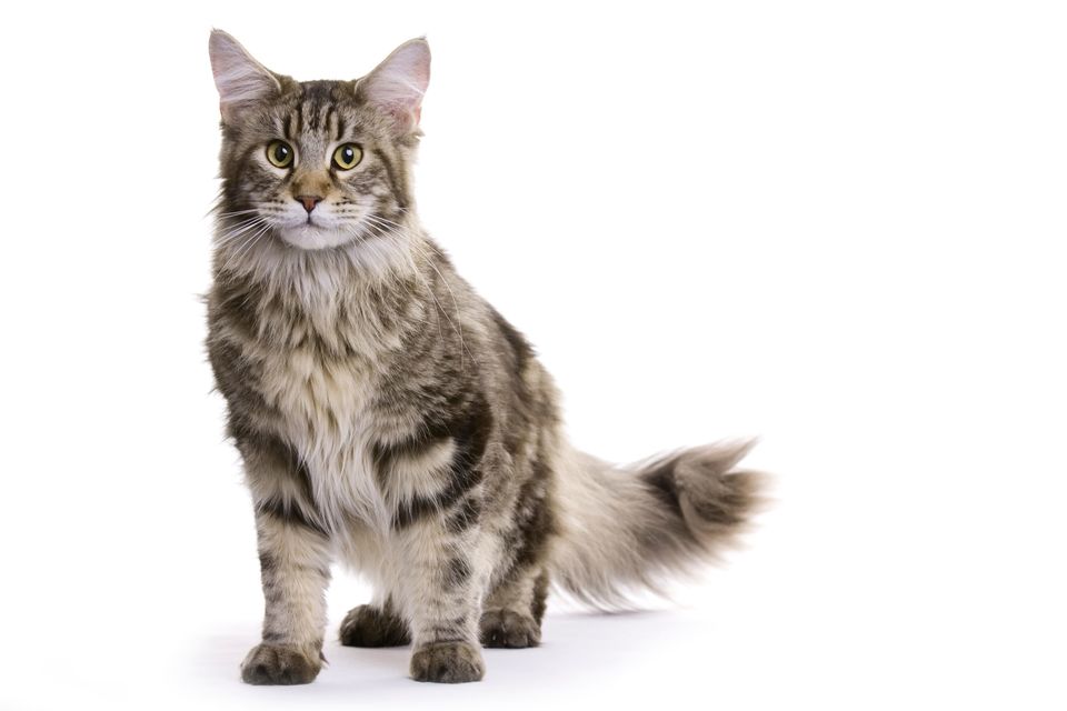 De jonge Maine Coon heeft zeer dik, pluizig haar en grote ovale ogen.