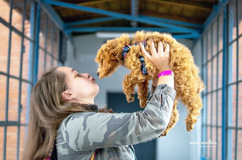 Poedel in de handen van de dame. Klaar om te knuffelen.
