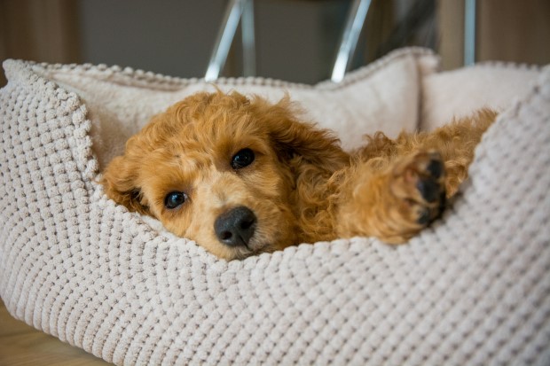 Een moe middelgrote poedelpuppy rust in de grot.