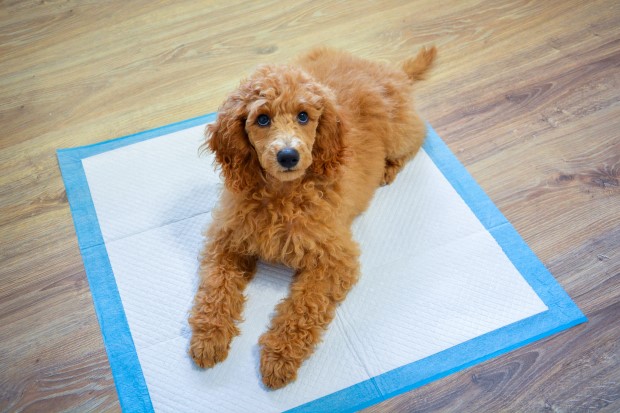 Middelgrote poedel op een schoonmaakmat. Een dergelijke mat is de basis van babyuitrusting voor een puppy.
