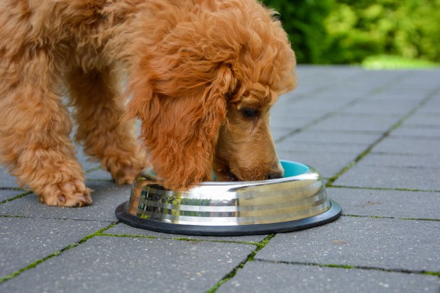 De middelgrote Pudel heeft voedzaam eten nodig. Zorg voor hem met compleet voer en serveer het in de beste puppykom.
