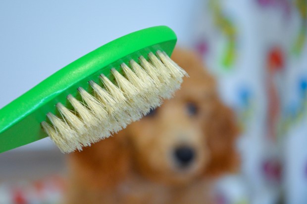 Langharige borstel voor de verzorging en verzorging van je hond.