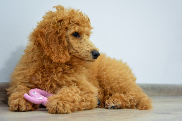 Een puppy met een bijtring. Het aanbieden van dergelijke speelgoed is erg belangrijk tijdens het wisselen van tanden.