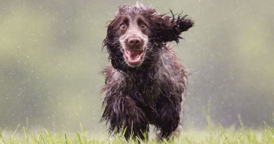 De natte hond loopt vrolijk. Jachthonden houden van water en spelen er graag in.