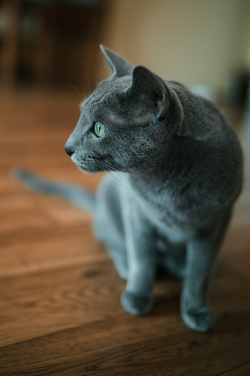 Russische vrouwen in profiel hebben een rechte neus en een glimlach op hun gezicht. Russische blauwe katten zijn een natuurlijk ras, dat door de levensomstandigheden is gevormd.