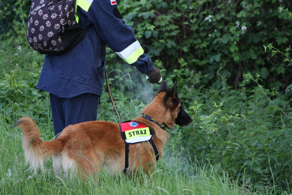 De hond helpt bij de zoektocht in het bos naar vermiste personen.