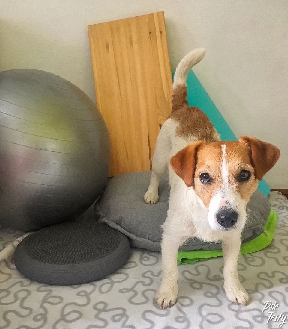 Hond op zijn bed met een bal en speelgoed