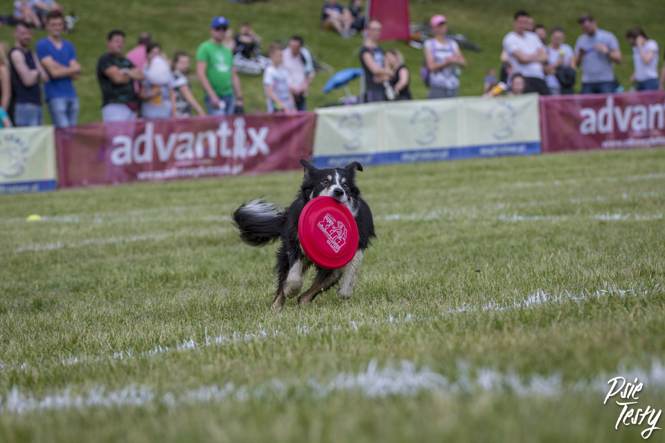 De hond rent met een schijf in zijn mond