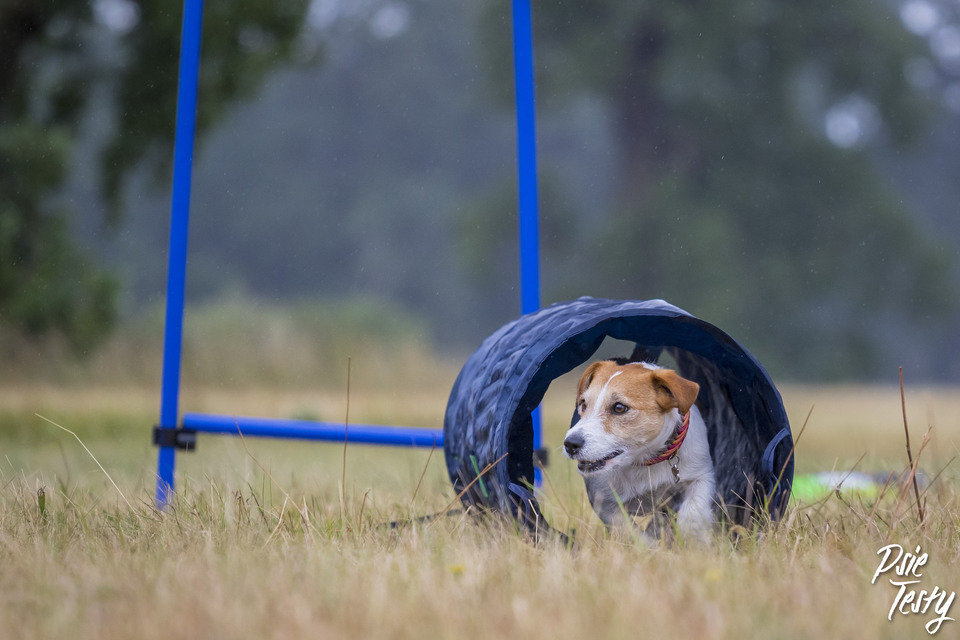 kleine hond gaat door de tunnel