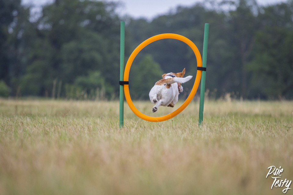 kleine hond springt over de hoepel