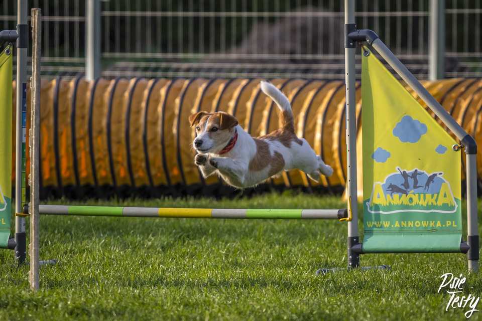 De kleine hond springt over het hindernis