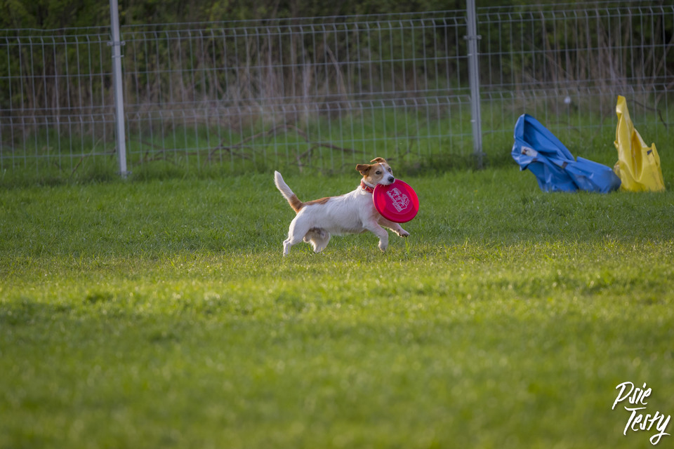 De hond rent met een schijf in zijn mond over het gras