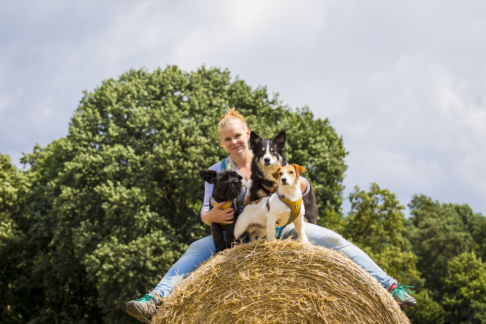 drie honden met een verzorger op een hooibaal