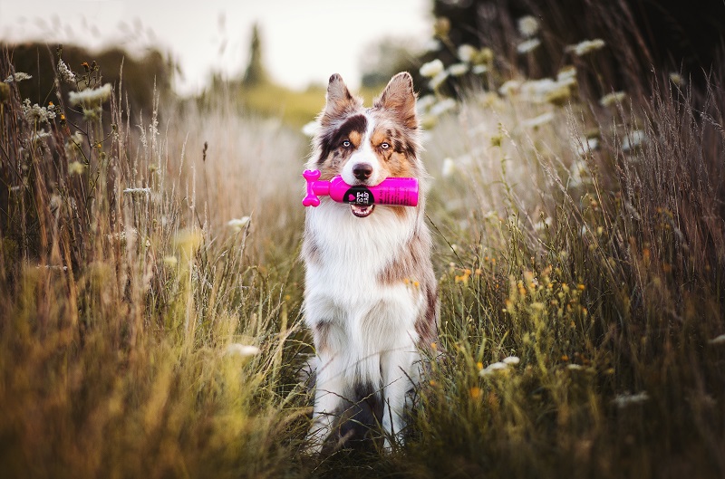 Een verzorgde Border Collie heeft een shampoo in de mond.