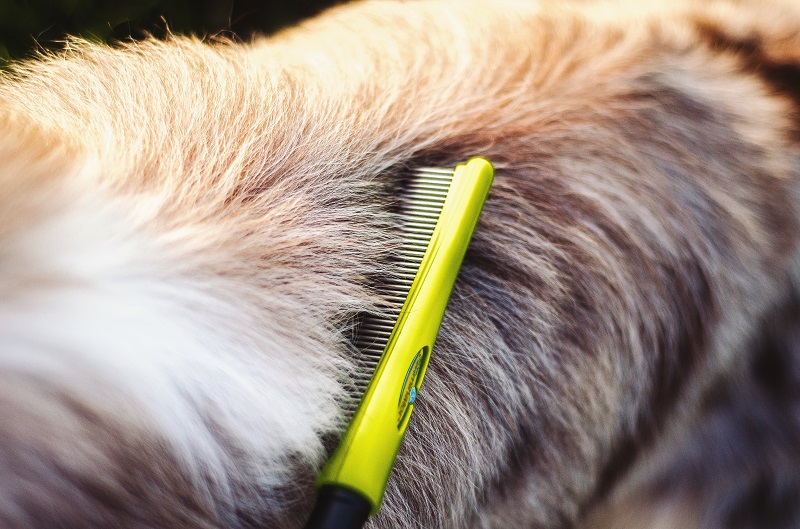 Een Border Collie met een kam kammen.