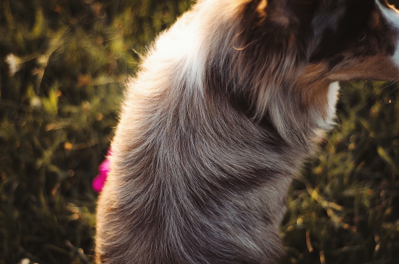Het gekamde, gewassen en gevoede Border-Collie-haar.
