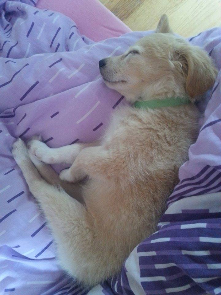 Na de adoptie kan de puppy eindelijk vredig in slaap vallen.