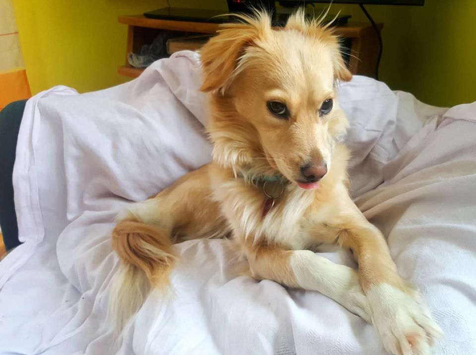 Na de adoptie is de hond in een liefdevol thuis.