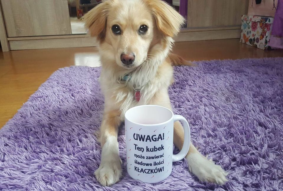 Het is de moeite waard om honden en andere huisdieren te adopteren. Ze hebben allemaal liefde nodig.