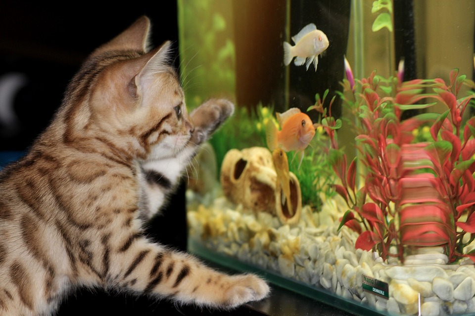 Het aquarium kan ook een goede attractie voor katten zijn.