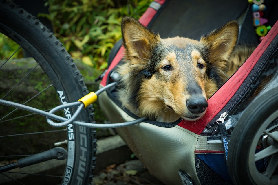 Hond in een wagen aan de fiets bevestigd. Hij leunt met zijn hoofd en kijkt naar het uitzicht, beveiligd met een lijn en een geschikt touw.