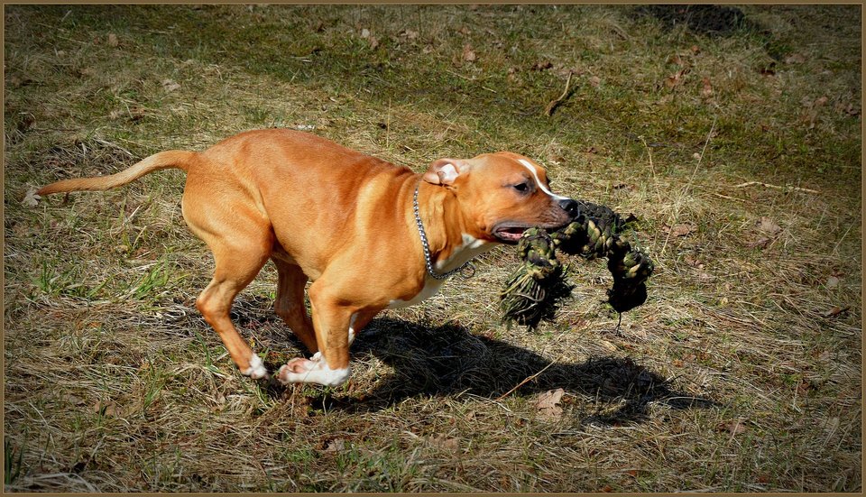 Speelgoed moet sterk en duurzaam zijn, zodat de krachtige kaken van deze hond ze niet binnen een uur kunnen verscheuren.
