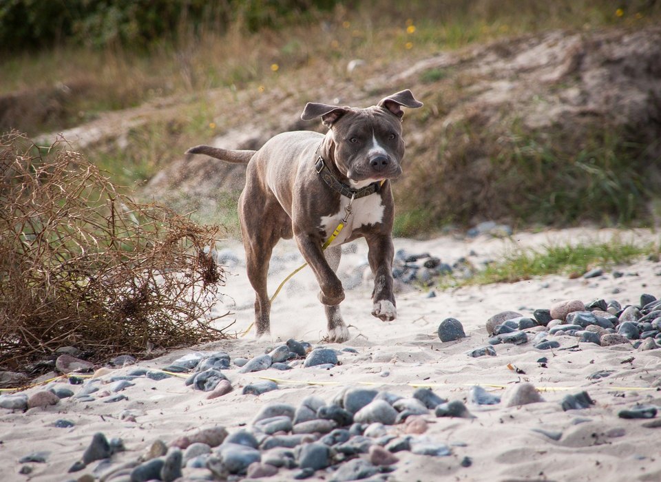 Amstaff is zeer energiek en trouw. Vanwege zijn sterke behoefte aan beweging heeft hij elke dag lichaamsbeweging en lange wandelingen nodig.