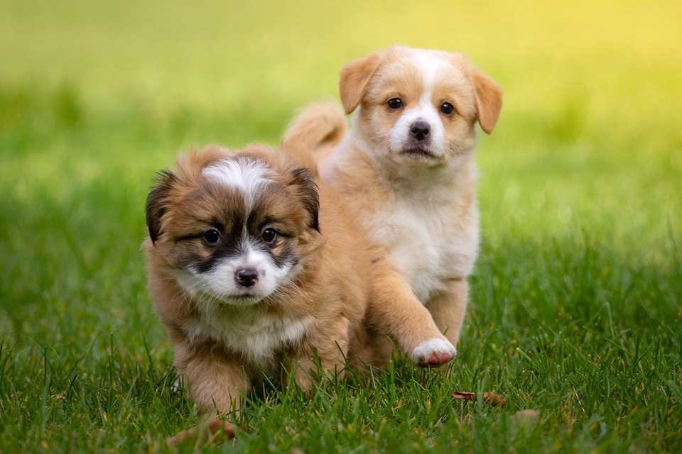 Naam voor een puppy wordt gekozen voor het hele leven van de hond.