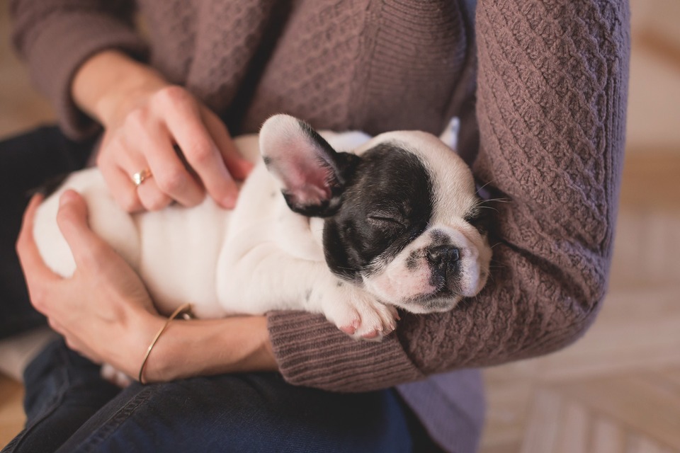 Een Franse bulldog puppy slaapt op de handen van de verzorger