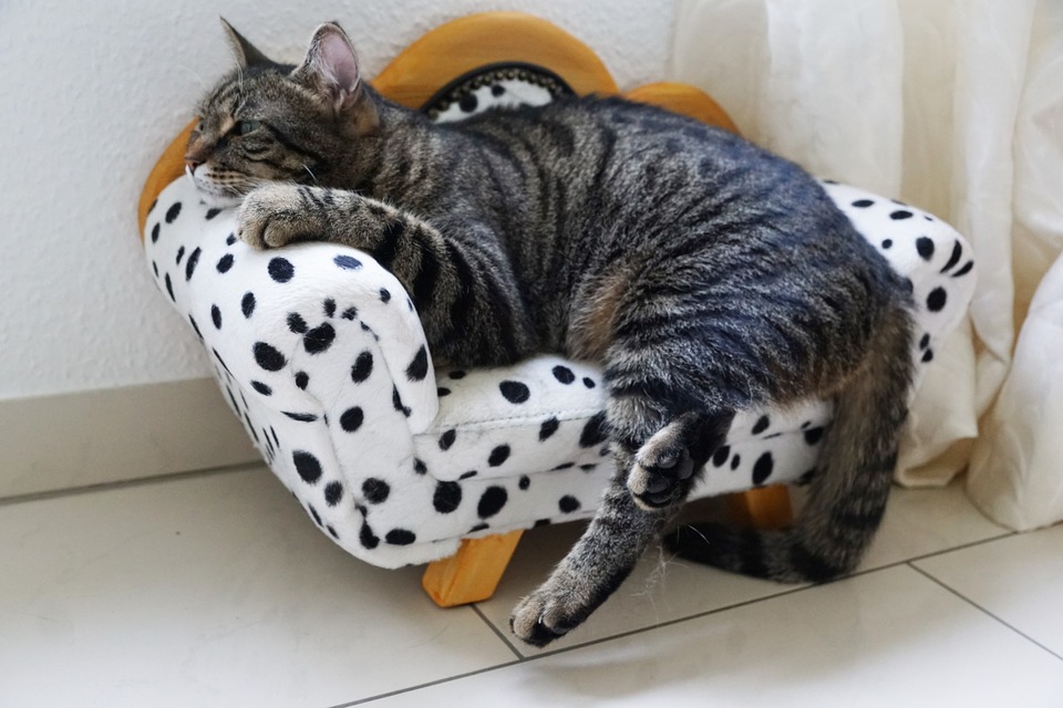 Een kat kan ontspannen worden door plezier en het introduceren van een jachtcursus. De volgende stap - na overleg met uw dierenarts - kan het gebruik van anti-stressmiddelen voor katten zijn.