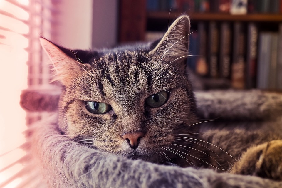 De grijze kat ligt op de krabpaal.