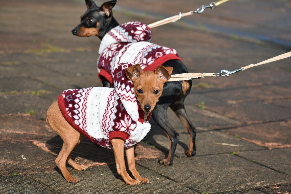 Kleding voor honden van kleine rassen is een praktisch gadget om de koudste periodes door te komen.