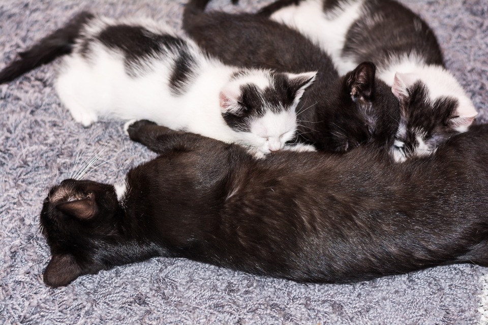 Drie zwart-witte kittens drinken de moedermelk van de kat.