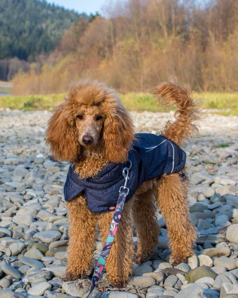 Poedel in een regenjas. Poedels worden snel koud en hebben in de herfst en winter extra bescherming nodig.