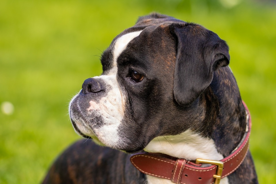 De Boxer behoort tot de brachycephale hondenrassen. In het bijzonder moet hij worden beschermd tegen te hoge temperaturen.