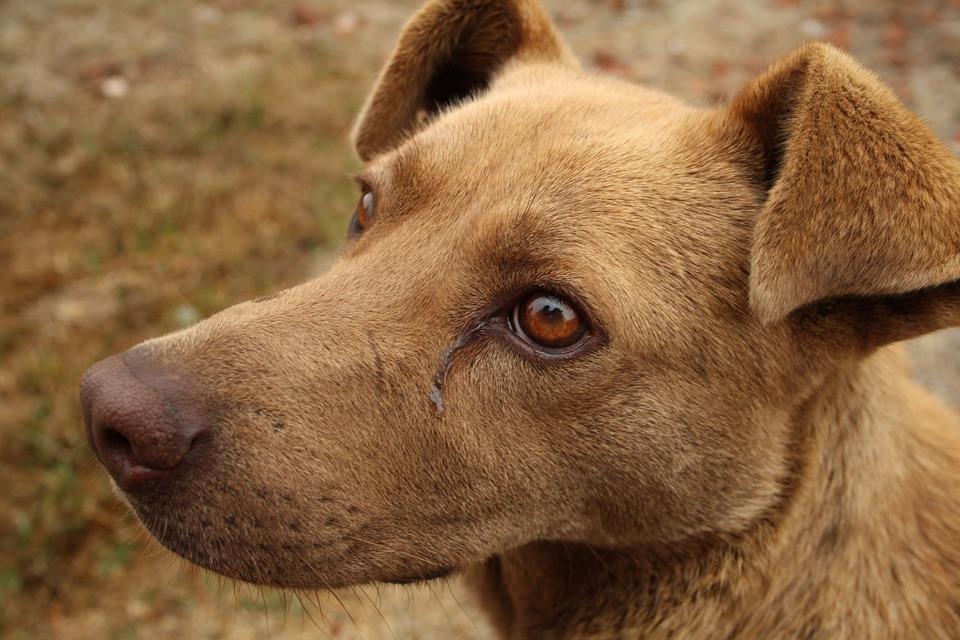 Hond met tranende ogen. Dit kan verkoudheid, ziekte of allergiesymptomen bij uw hond zijn.