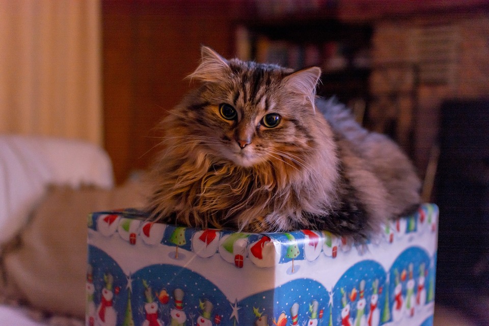 De angstige kat ligt op een cadeau. Kerstmis voor katten is niet eenvoudig. Ze zijn verbonden met veel stressfactoren voor katten. Cadeaus kunnen helpen om 'kerststress' te verminderen.